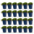 Vasteplant - Campanula posch. Stella - Perzikbladklokje - Bodembedekkend - Paars - 24 Planten - Pot 11cm - Hoogte 15-25cm