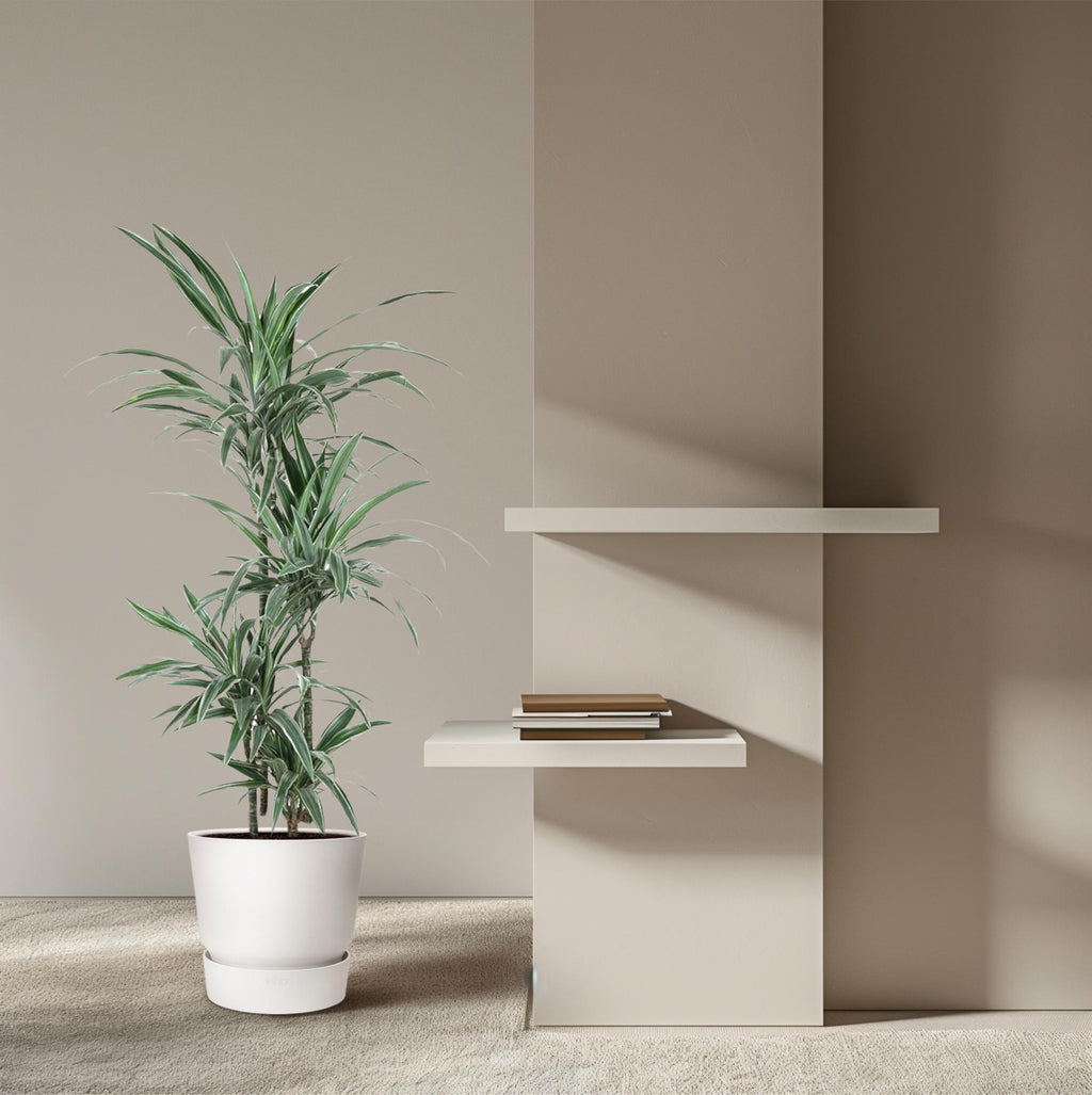 Dracaena Warneckei - 130 cm - ø27