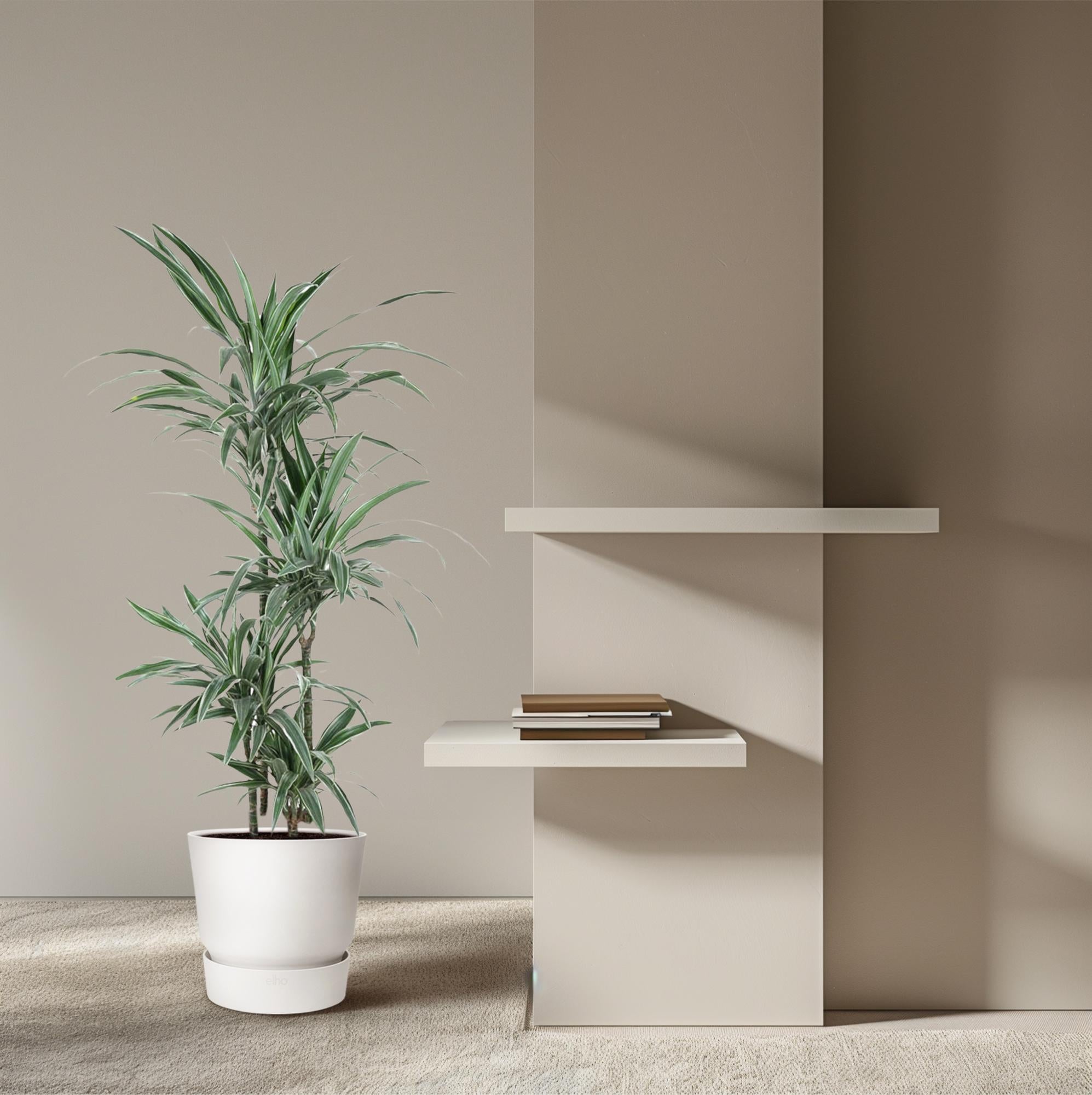 Dracaena Warneckei - 130 cm - ø27