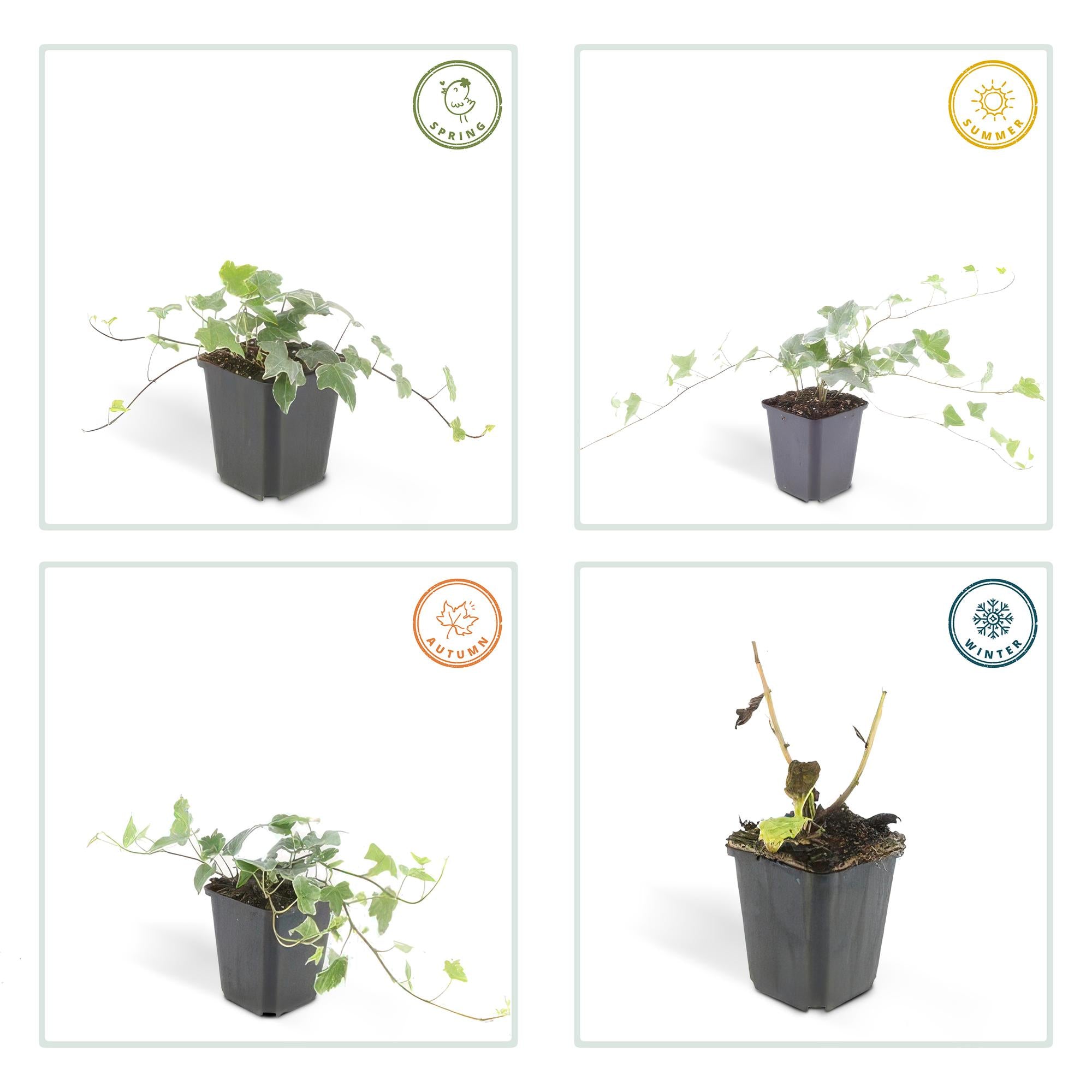 24x Hedera helix 'Glacier' - ↕10-25cm - Ø9cm