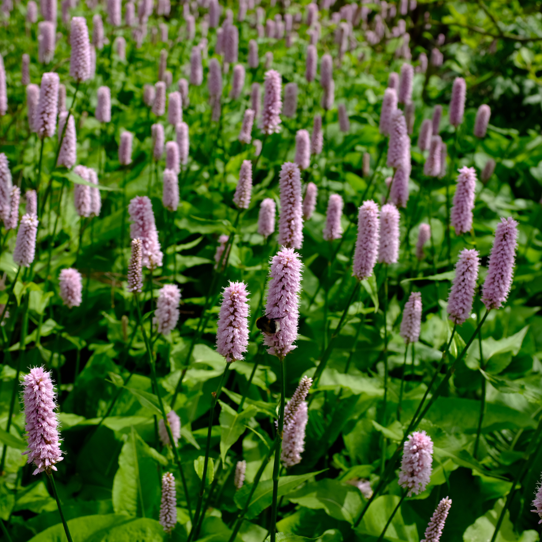 60x Persicaria aff. 'Superba' - ↕10-25cm - Ø9cm