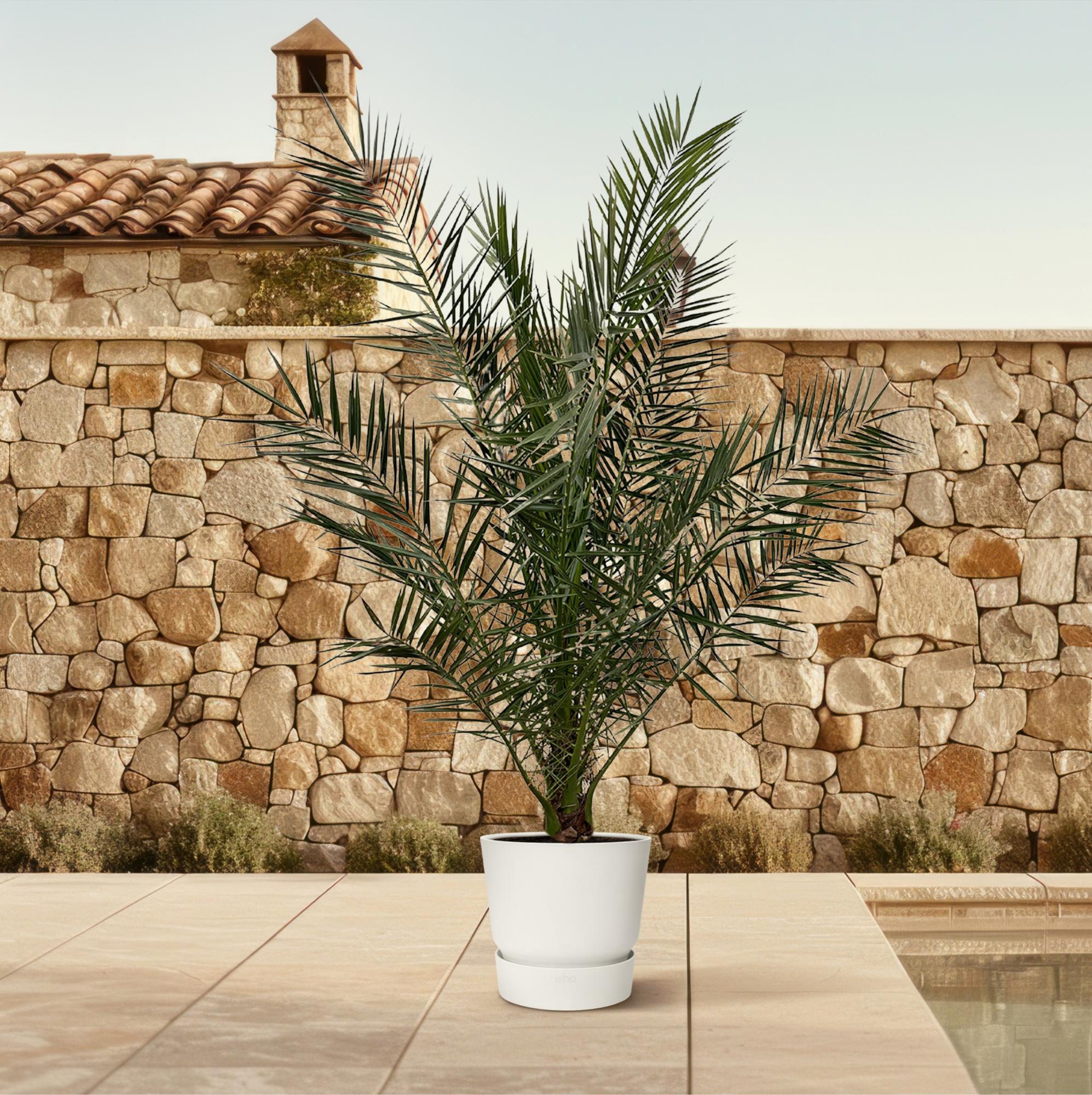 Phoenix Canariensis - 170 cm - Ø27cm