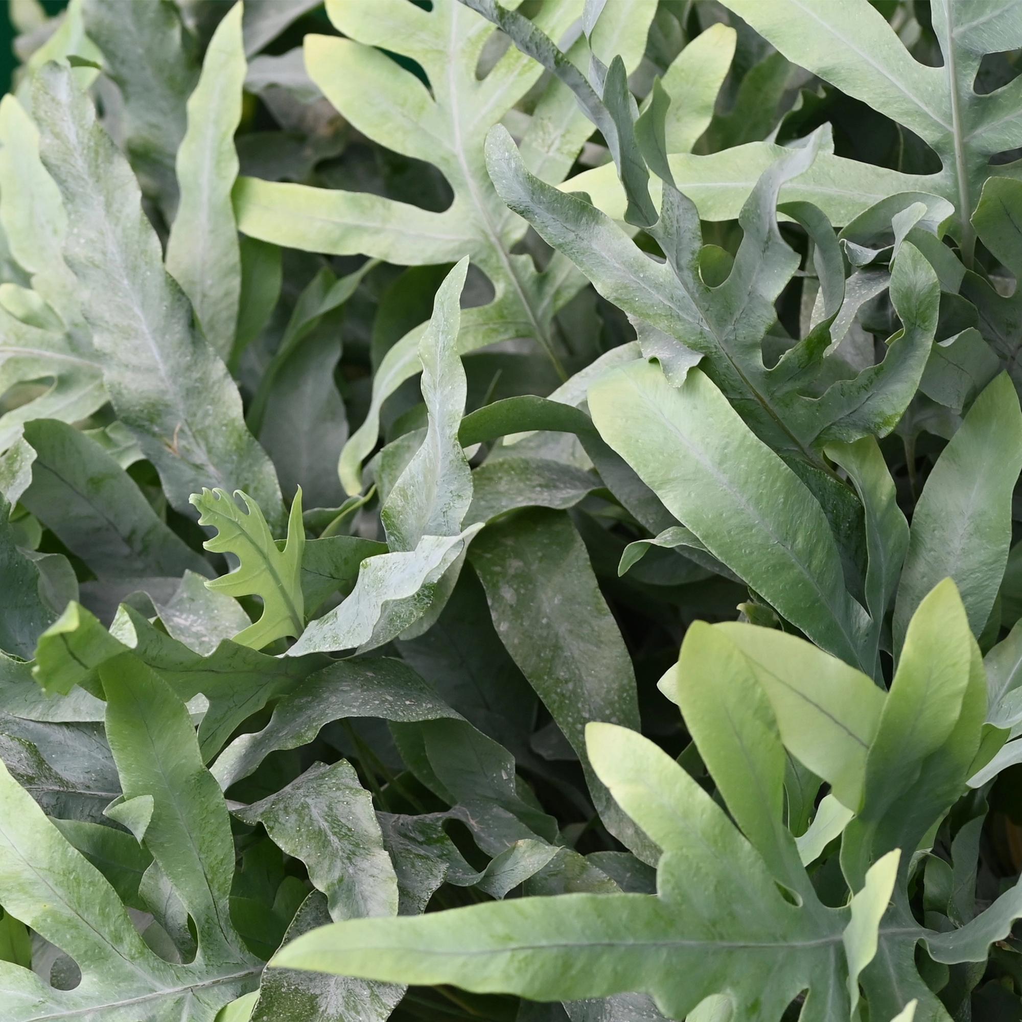 Kamerplant - Phlebodium aureum Blue Star - Blauwe Varen - Huisdiervriendelijk - Blauw - 4 Planten - Pot 12cm - Hoogte 25-30cm