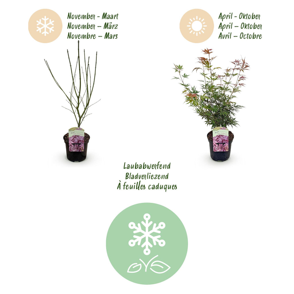 Terrasplant - Japanse Esdoorn - Acer palmatum Jerre Swarts - Donker Rood - 2 Planten - Bladverliezend -  Pot 19cm Hoogte 70cm