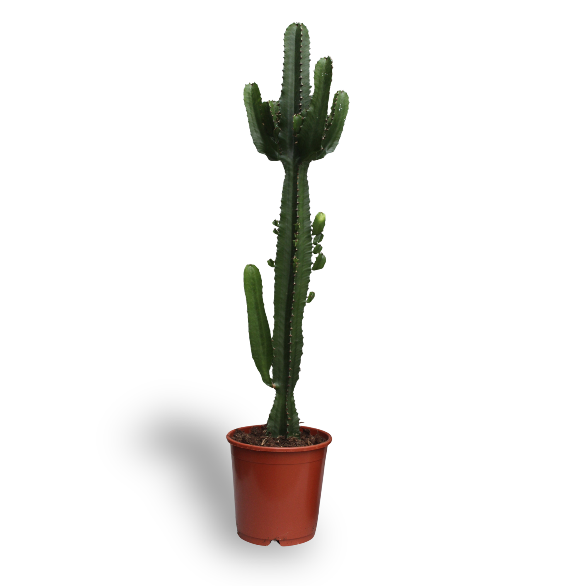 Euphorbia Acrurensis - Ø24cm - ↕60cm
