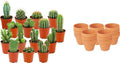Mini Cactus Mix - 15 Stuks - Ø 8,1 cm - Hoogte: 5-10 cm - Terracotta Potten