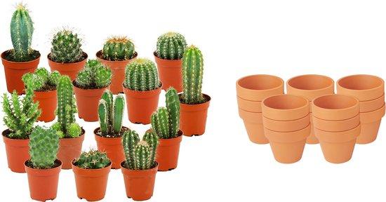 Mini Cactus Mix - 15 Stuks - Ø 8,1 cm - Hoogte: 5-10 cm - Terracotta Potten