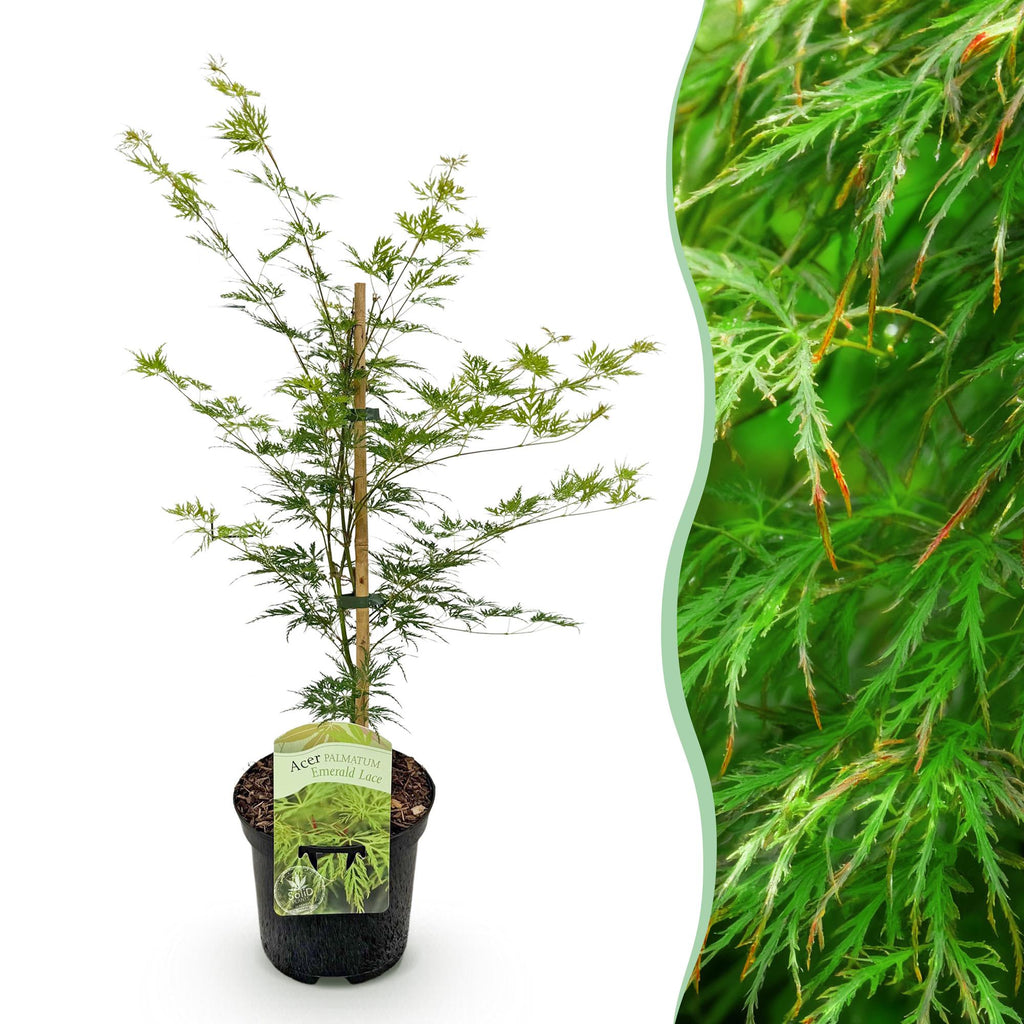 Terrasplant - Japanse Esdoorn - Acer palmatum Emerald Lace - Groen - 1 Plant - Bladverliezend - Pot 19cm Hoogte 70cm
