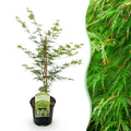 Terrasplant - Japanse Esdoorn - Acer palmatum Emerald Lace - Groen - 1 Plant - Bladverliezend - Pot 19cm Hoogte 70cm