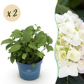 Tuinplant - Hydrangea Endles Summer The Bride - Hortensia - Winterhard - Wit - 2 Planten - Pot 14cm - Hoogte 20-25cm