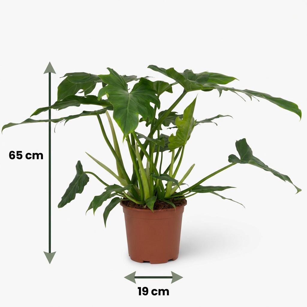 Kamerplant - Philodendron - Philodendron Lacerum - Groen - Weinig onderhoud - 1 Plant - Pot 19cm - Hoogte 65cm