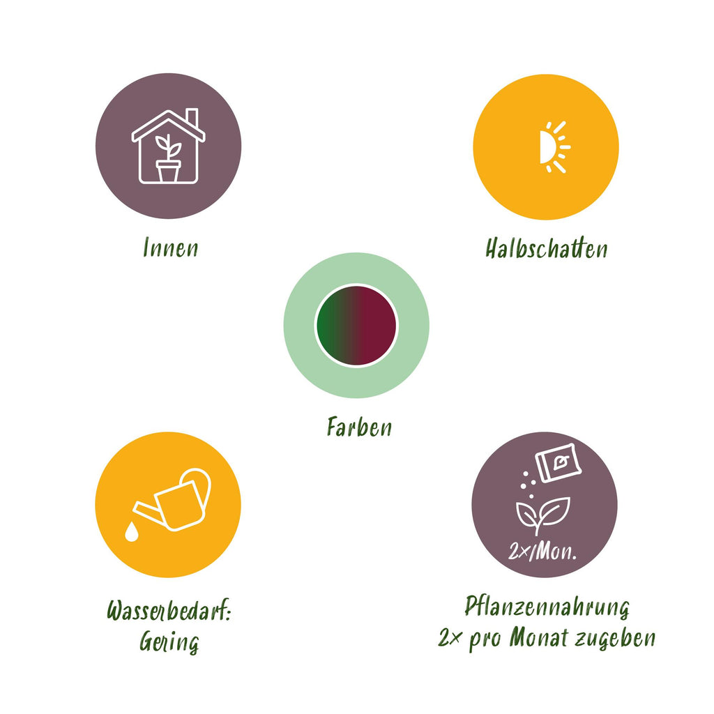 Green is... Kamerplanten - Dracaena Magenta - Drakenbloedboom - Weinig onderhoud - Groen - 1 Plant - Pot 17cm - Hoogte 70-80cm