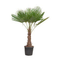 Trachycarpus Fortuneii - 180-220 cm - Ø32-40cm