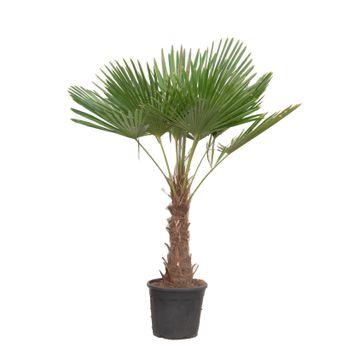 Trachycarpus Fortuneii - 180-220 cm - Ø32-40cm