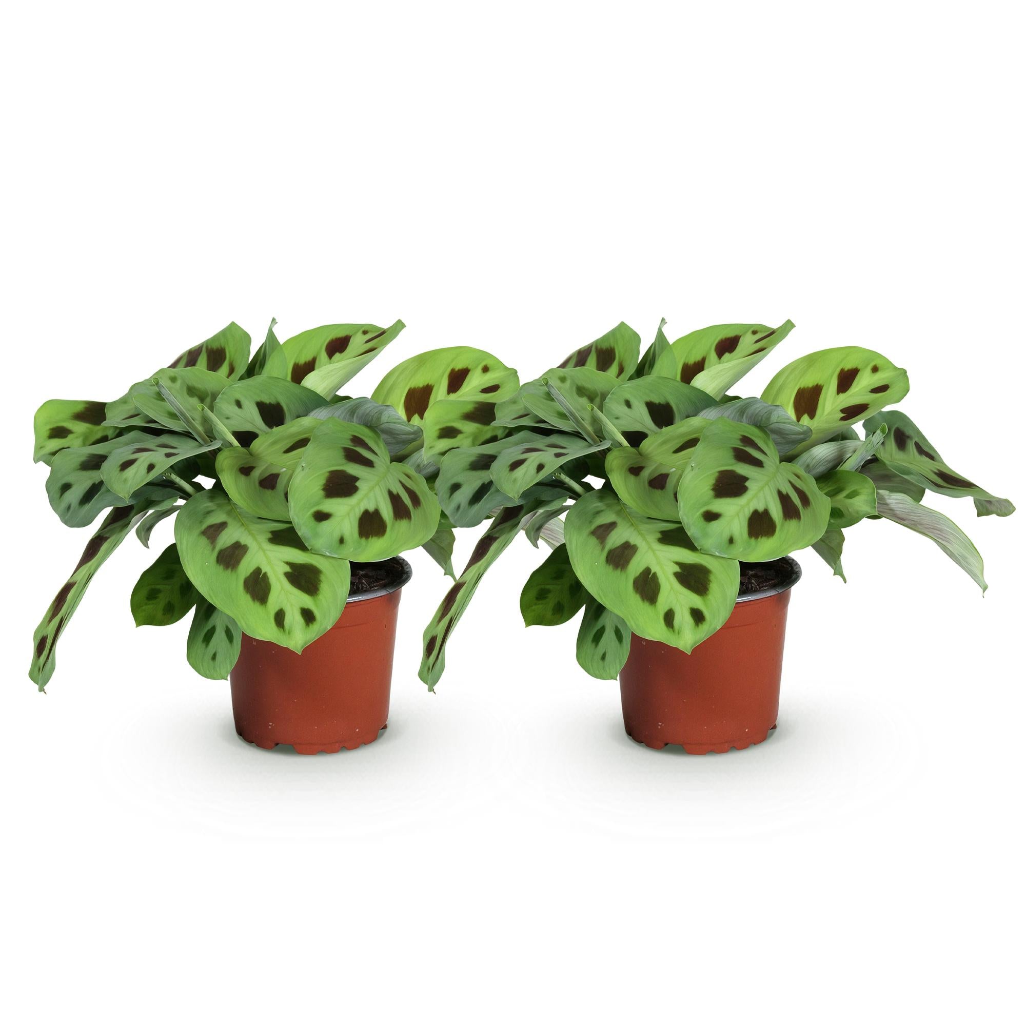 Kamerplant - Maranta Fascinator Kerchoveana - Gebedsplant - Huisdiervriendelijk - Groen - 2 Planten - Pot 12cm - Hoogte 30-35cm