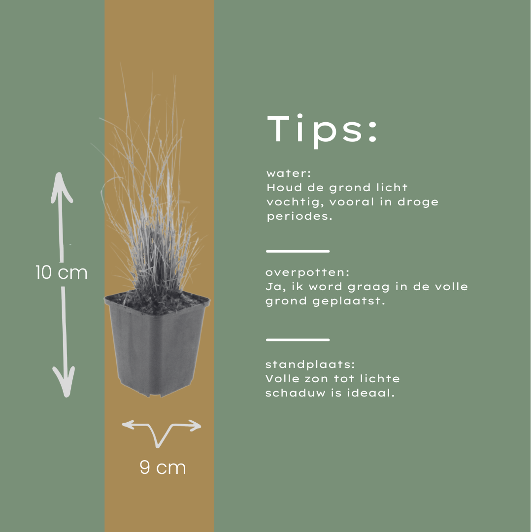6x Calamagrostis brachytricha - ↕10-25cm - Ø9cm
