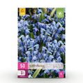 Bloembollen - Scilla Siberica - Kleur Paars - 50 stuks - Bolmaat 7/8 - XXL Pack
