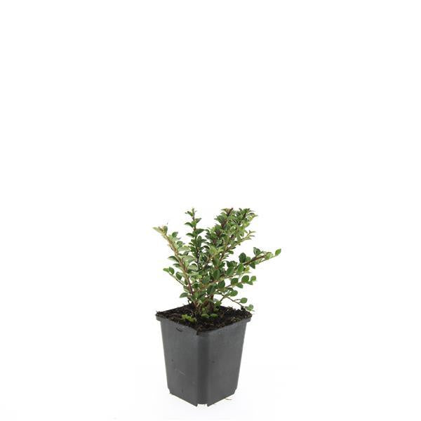 48x Cotoneaster horizontalis - ↕10-25cm - Ø9cm