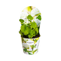 Hydrangea arborescens Annabelle Potcover - Ø19cm  ↕30 - 40cm