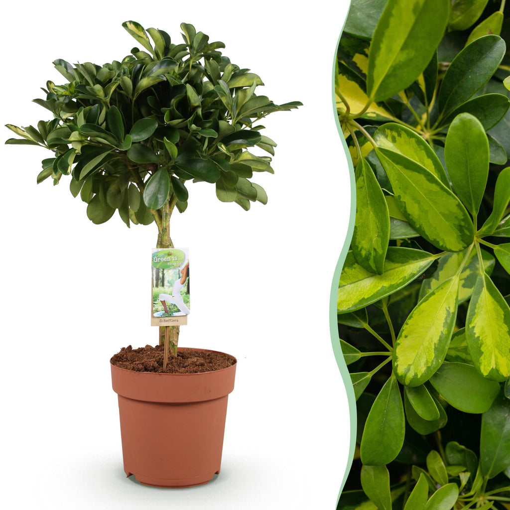 Green is... Kamerplanten - Schefflera Gold Capelle - Vingerboom - Weinig onderhoud - Groen - 1 Plant - Pot 21cm - Hoogte 70-81cm