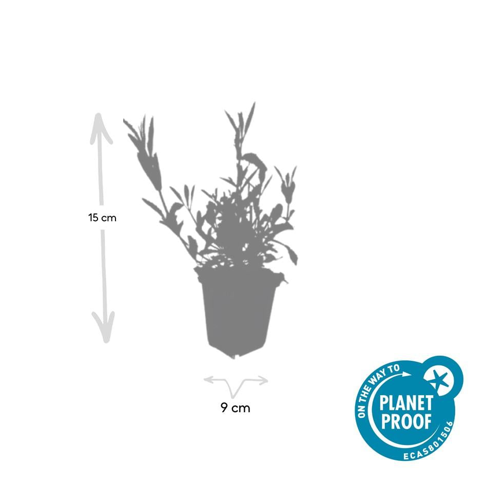 60x Verbena bonariensis - ↕10-25cm - Ø9cm