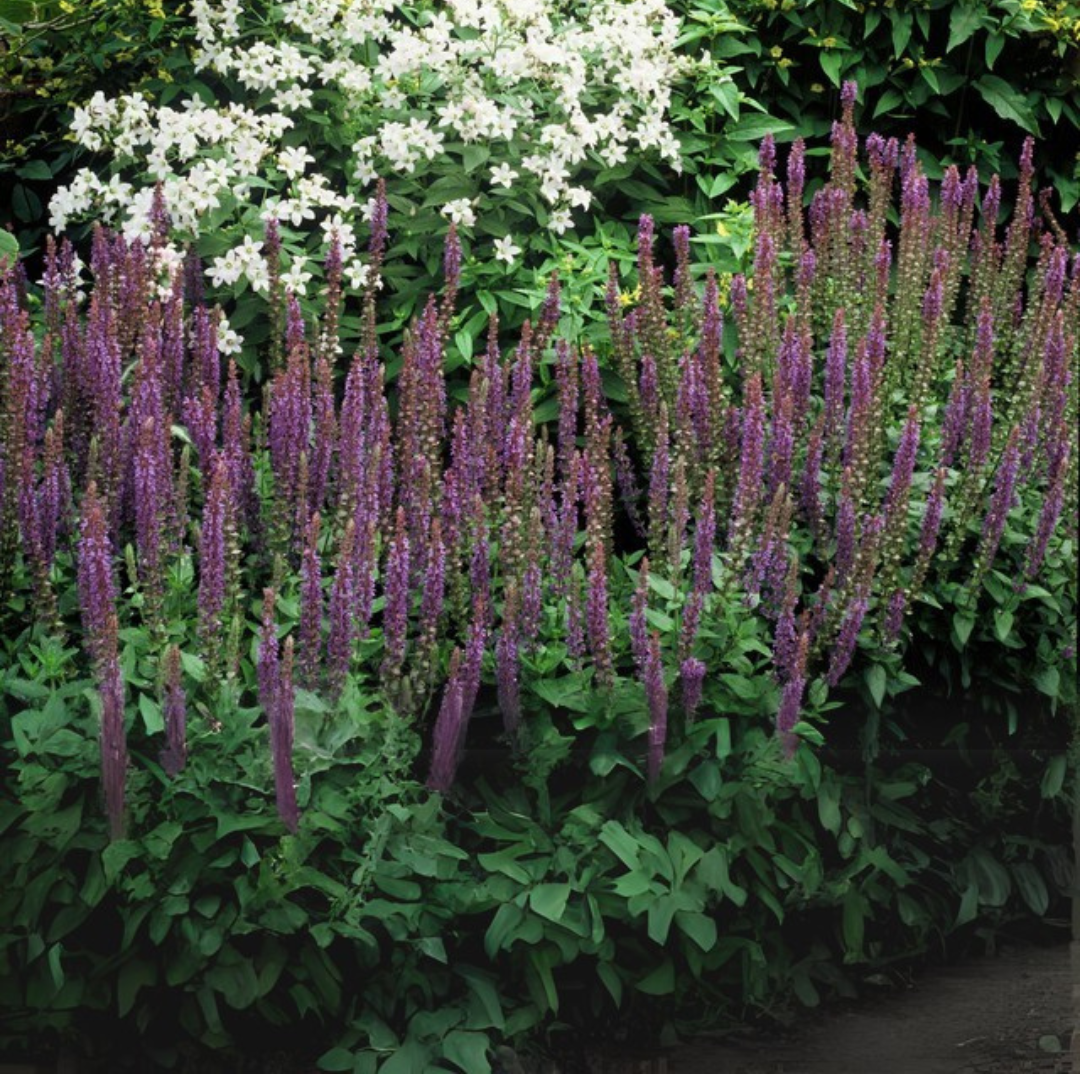 Salvia – 6 Pluggen | Kweek & Geniet van Prachtige Salvia