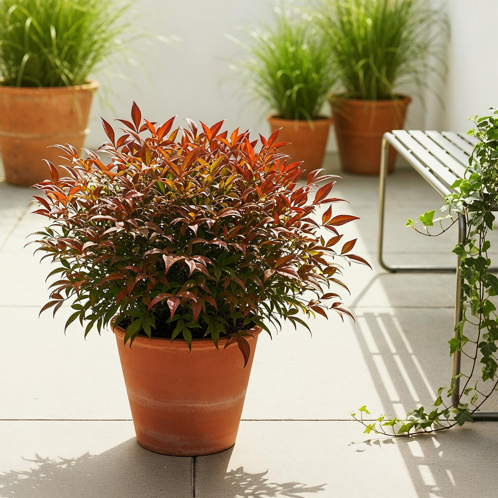 Tuinplant - Nandina Gulfstream - Oranje - 1 Plant - Groenblijvend - Weinig Onderhoud - Pot 17cm Hoogte 45cm