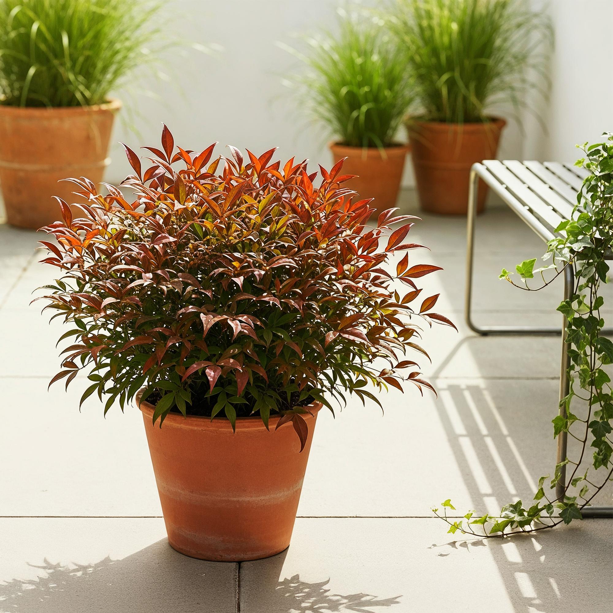 Tuinplant - Nandina Gulfstream - Oranje - 1 Plant - Groenblijvend - Weinig Onderhoud - Pot 17cm Hoogte 45cm