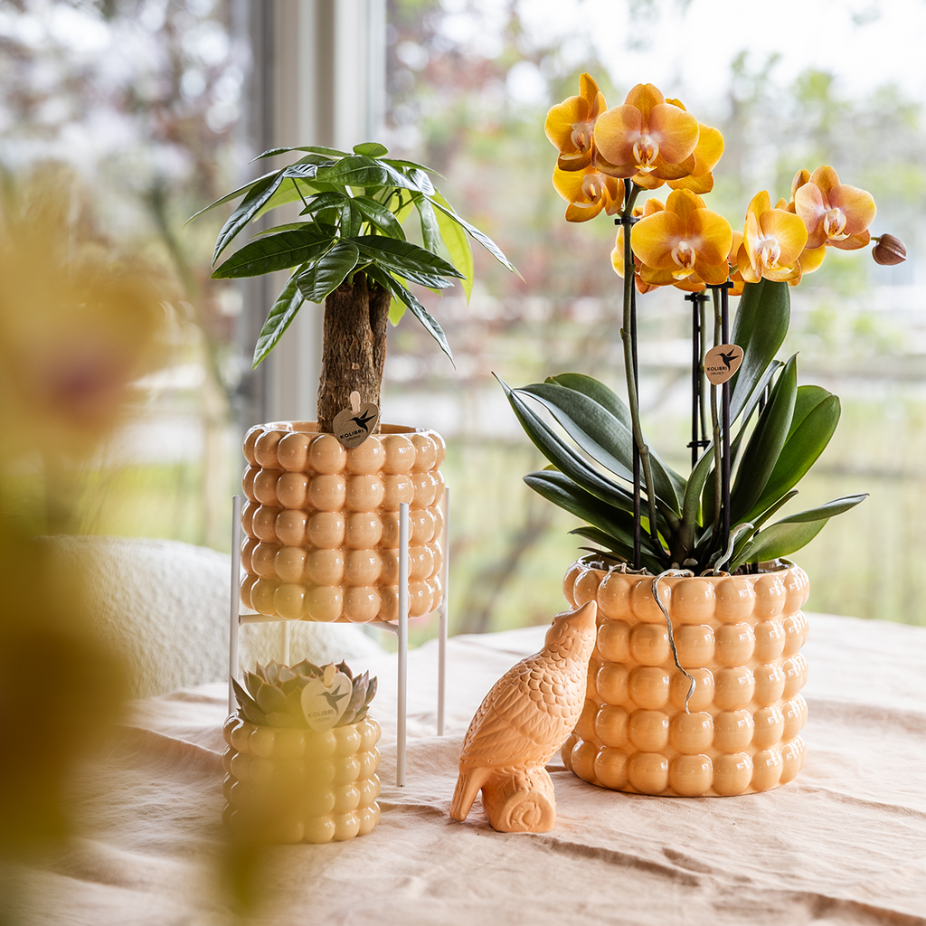 Kolibri Orchids | Niagara Falls orchidee Sunny Bunny met Poppy sierpot peach – potmaat Ø12 cm – vers van de kweker