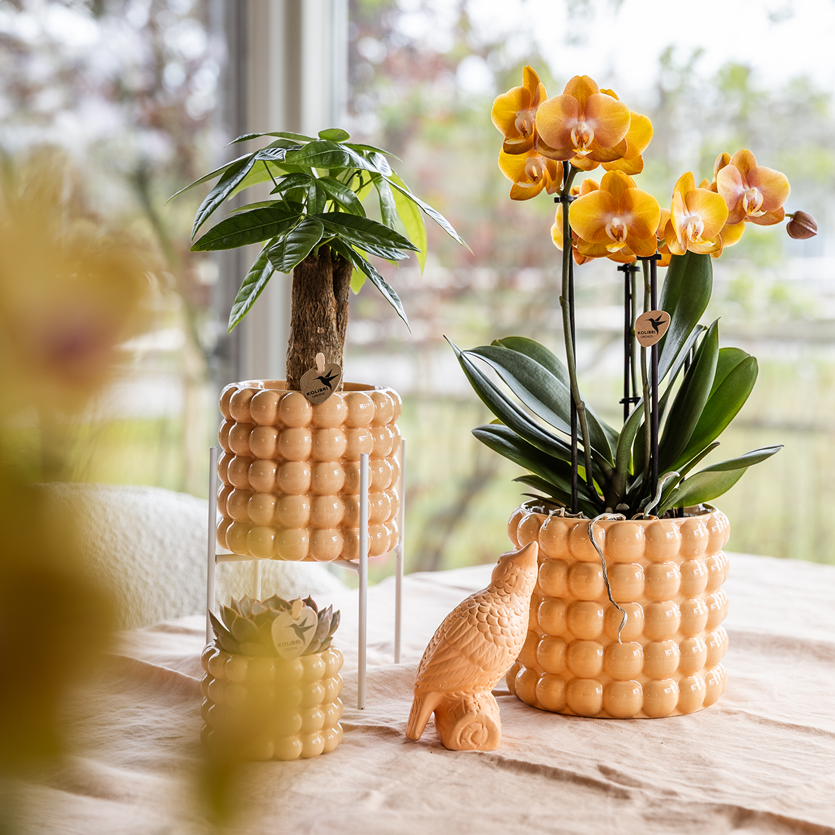Kolibri Orchids | Niagara Falls orchidee Sunny Bunny met Poppy sierpot peach – potmaat Ø12 cm – vers van de kweker