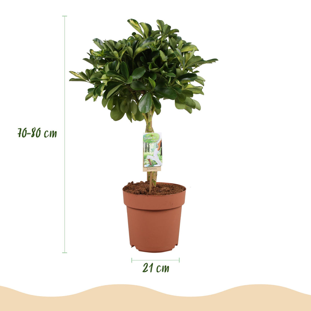 Kamerplanten - Schefflera Gold Capelle - Vingerboom - Weinig onderhoud - Groen - goud - 1 Plant - met Potter Grijs - Pot 21cm - Hoogte 70-80cm