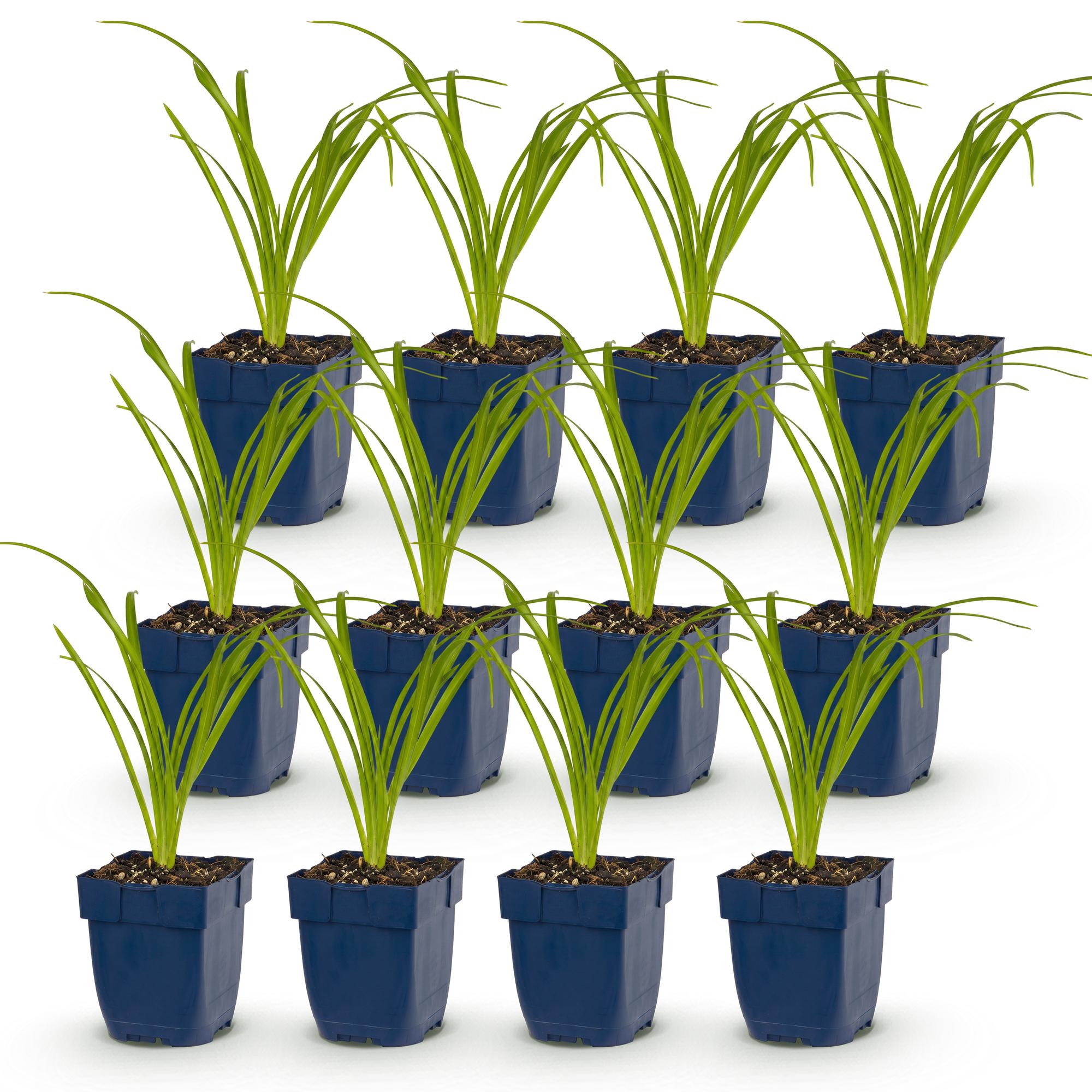 Vasteplant - Hemerocallis Tricolour - Daglelie - Bijen- en vlinderlokkers - Creme - Geel - Rood - 12 Planten - Pot 11cm - Hoogte 15-25cm