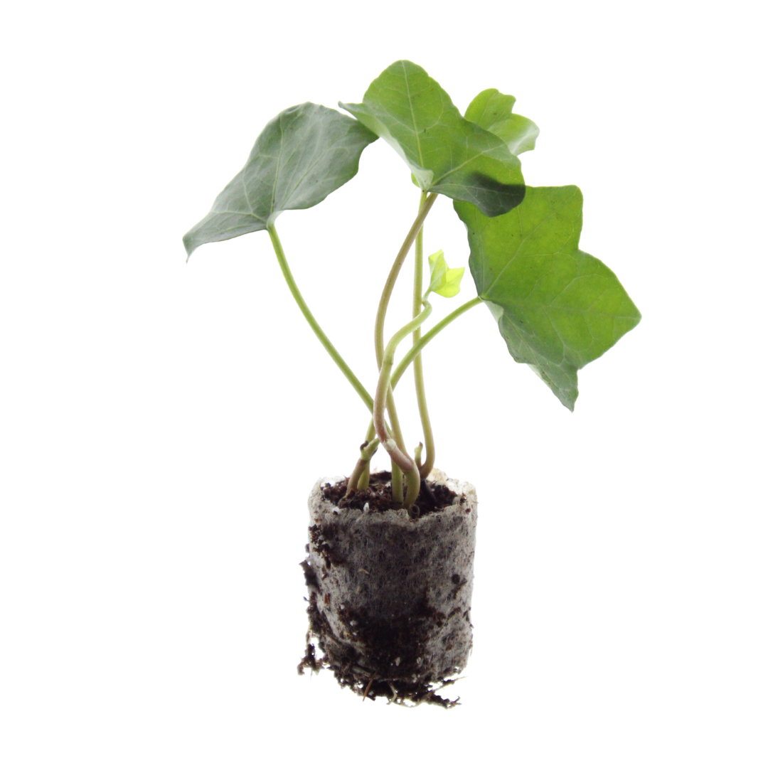 Hedera – 6 Pluggen | Groeien & Geniet van Groene Bedekking