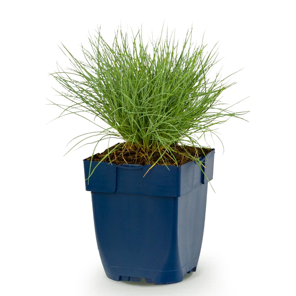 Vasteplant - Festuca glauca - Blauwgras - Groenblijvend - Blauw - 1 Plant - Pot 11cm - Hoogte 15-25cm