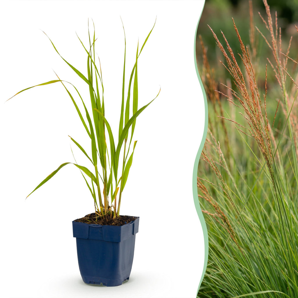 Grassen - Molinia caer. Heidebraut - Pijpestrootje - Met Pluim - Groen - 6 Planten - Pot 11cm - Hoogte 15-25cm