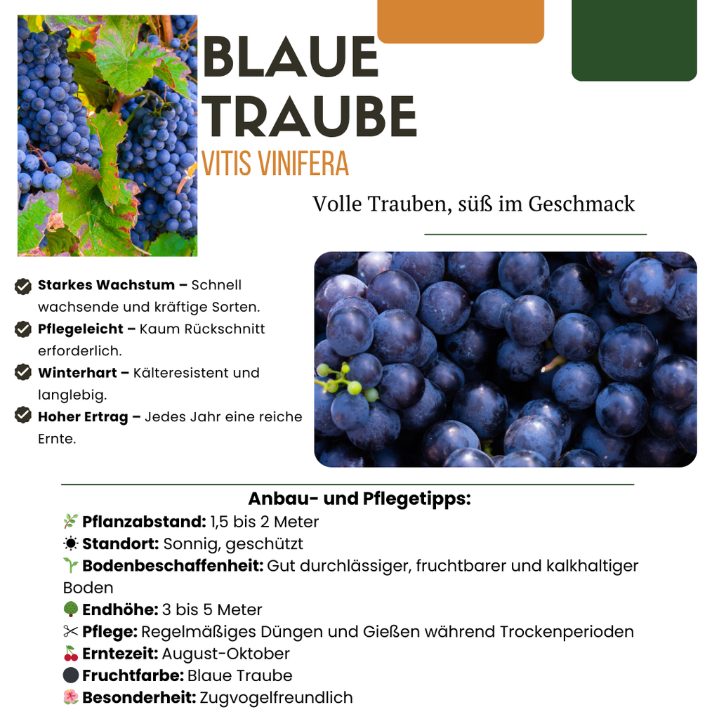 3 x Biologische Druivenplanten - Ø 13 cm - ↨ 20 cm
