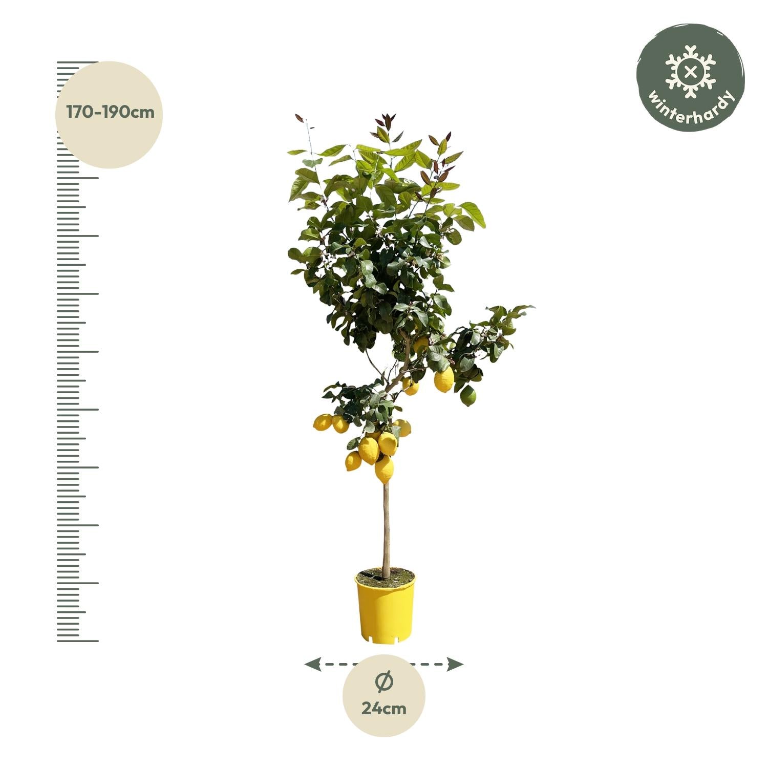Citroenboom - 150 cm - ø30
