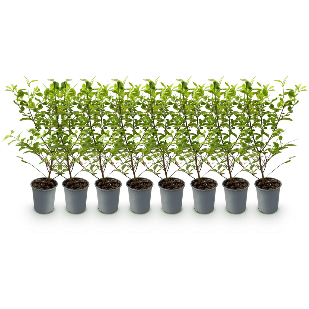 8x Ligustrum ovalifolium Aureum - Bontbladige Liguster - Haagplanten - Groenblijvend - Bont - Pot 9cm - Hoogte 35-45cm