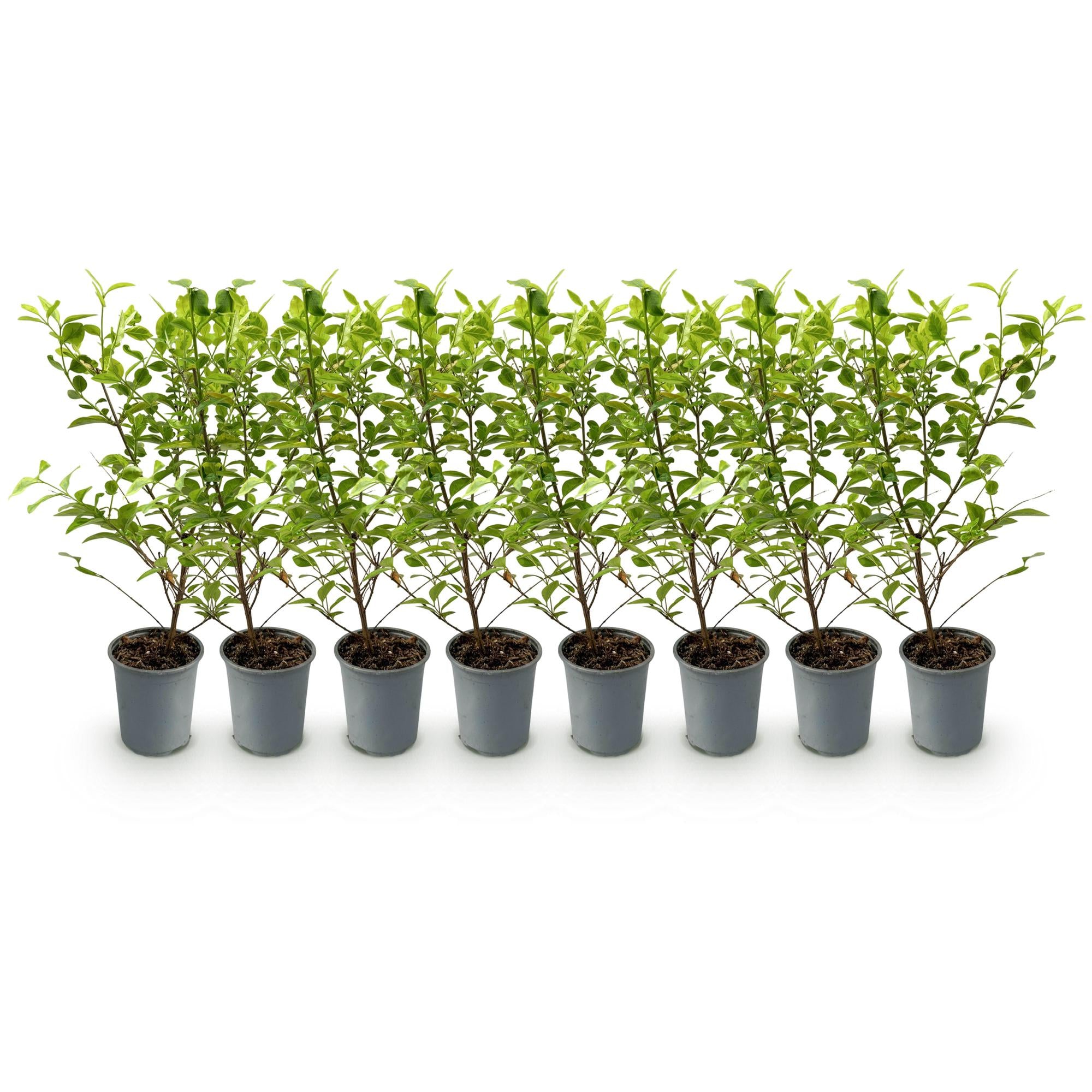 8x Ligustrum ovalifolium Aureum - Bontbladige Liguster - Haagplanten - Groenblijvend - Bont - Pot 9cm - Hoogte 35-45cm