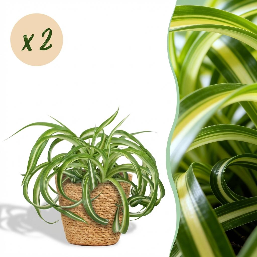 Kamerplant - Chlorophytum comosum Bonnie - Krullende Graslelie - Huisdiervriendelijke Plant - Groen - 2 Planten - met Mand - Pot 12cm - Hoogte 20cm