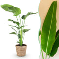 Green is... Kamerplanten - Stelitzia Nicolai - Paradijsvogelbloem - Weinig onderhoud - met mand - Groen - 1 Plant - Pot 21cm - Hoogte 110-120cm