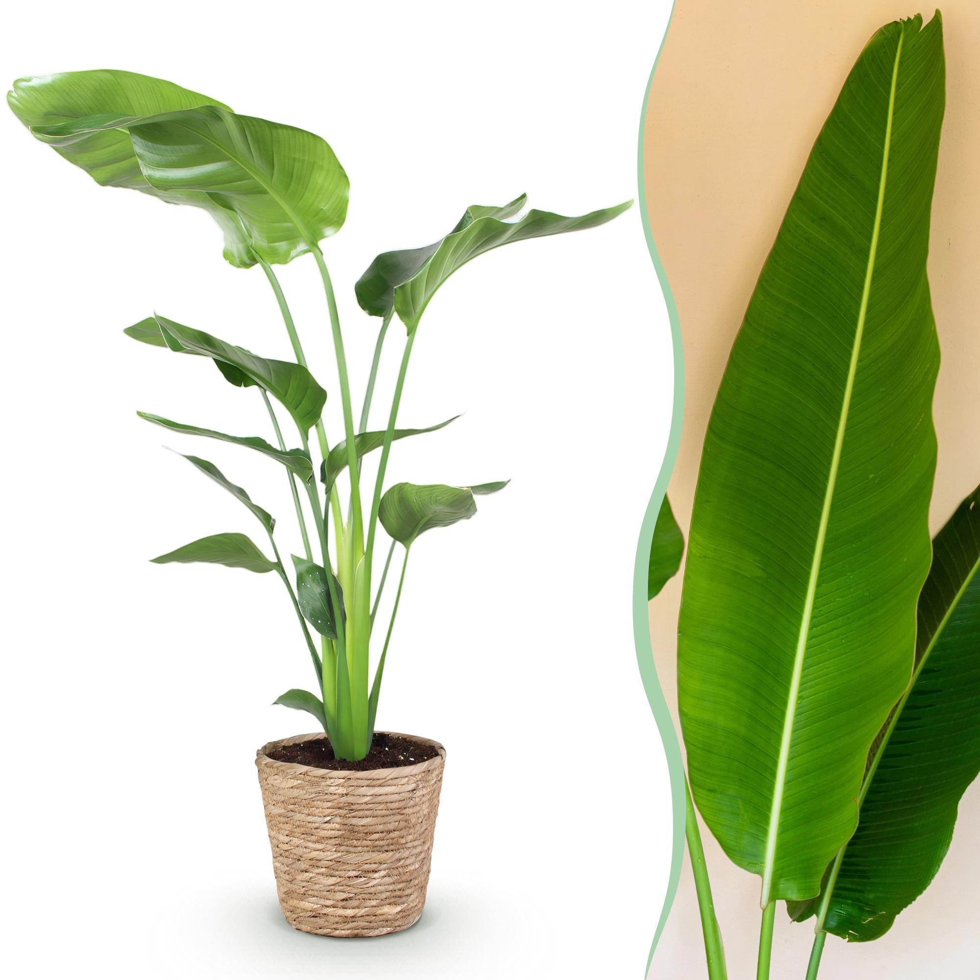 Green is... Kamerplanten - Stelitzia Nicolai - Paradijsvogelbloem - Weinig onderhoud - met mand - Groen - 1 Plant - Pot 21cm - Hoogte 110-120cm