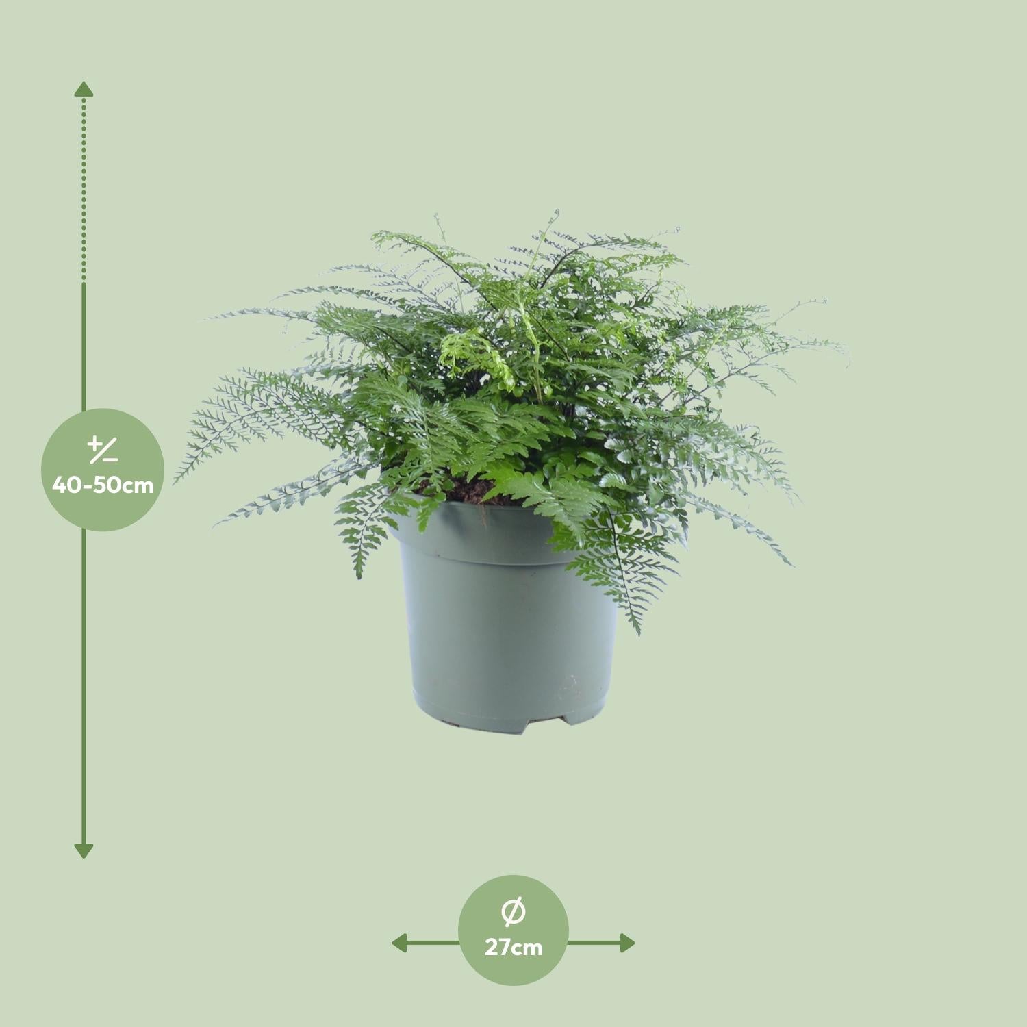 Asplenium Parvati - Ø27cm - ↕50cm