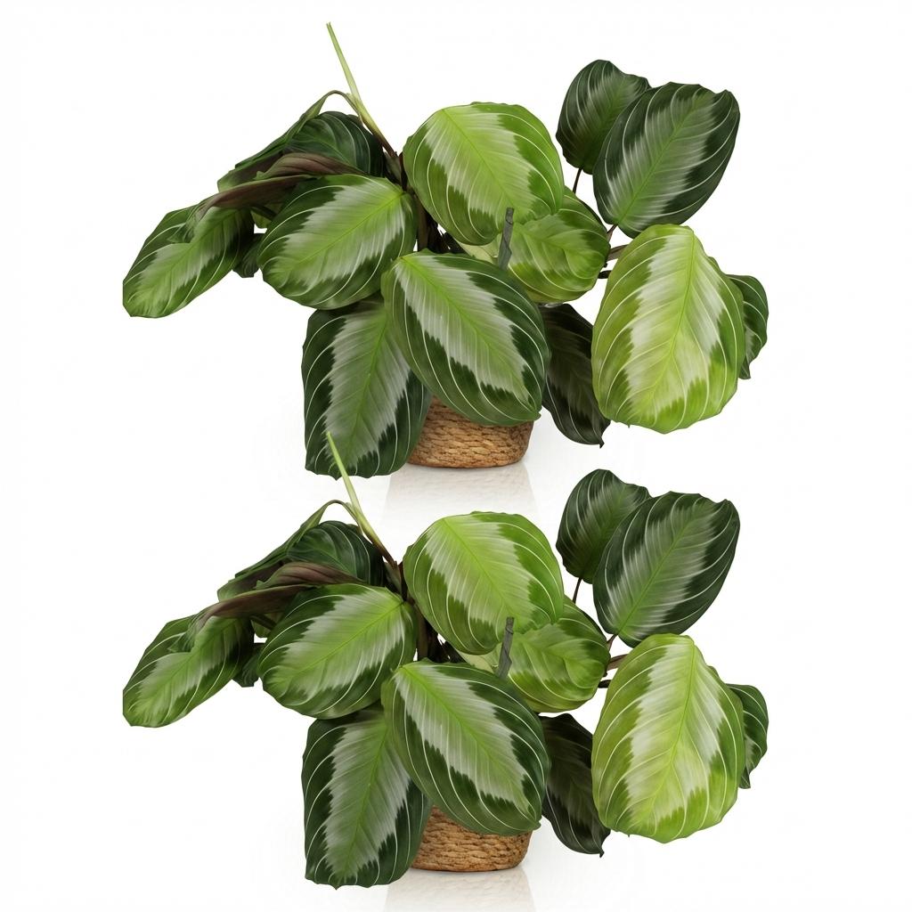 Kamerplant - Maranta Fascinator Silverband - Gebedsplant - Huisdiervriendelijke Plant - Groen - 2 Planten - met Mand - Pot 12cm - Hoogte 25cm