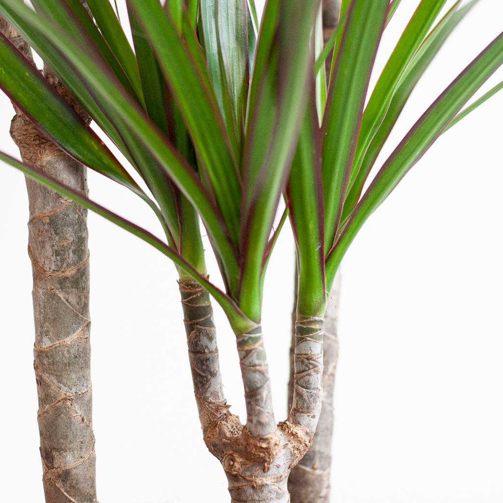 Dracaena Marginata met Potter pot grijs - 95cm - Ø21