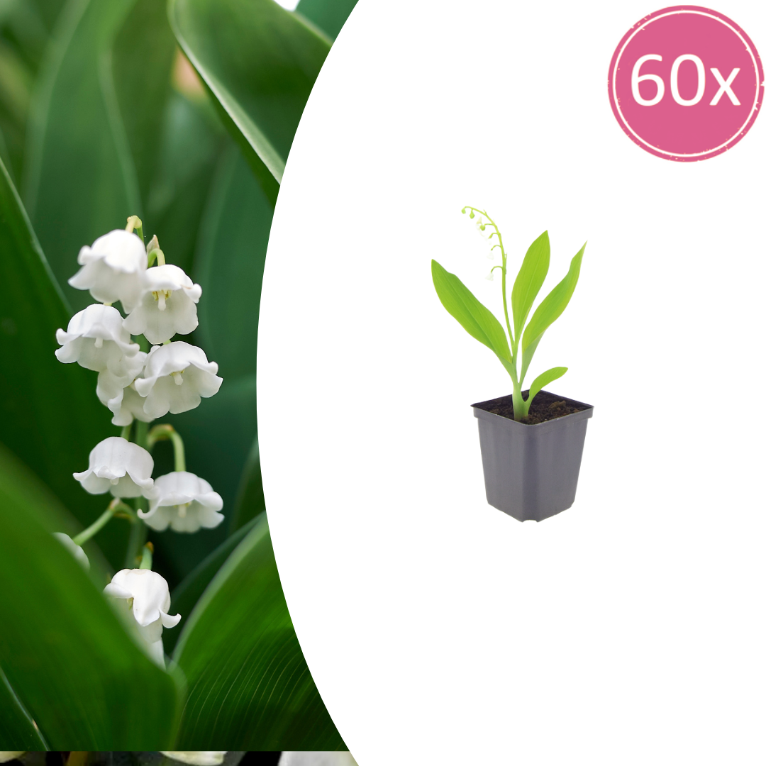 60x Convallaria majalis - ↕10-25cm - Ø9cm
