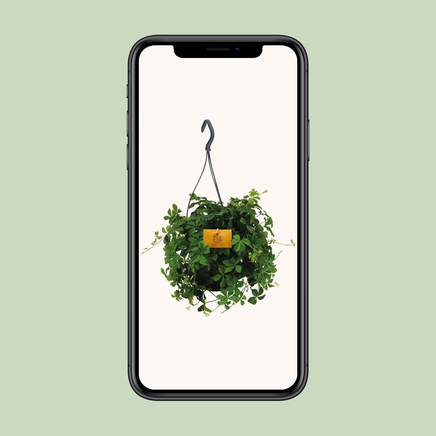 Parthenocissus Striatha Hang - Ø15cm - ↕15cm