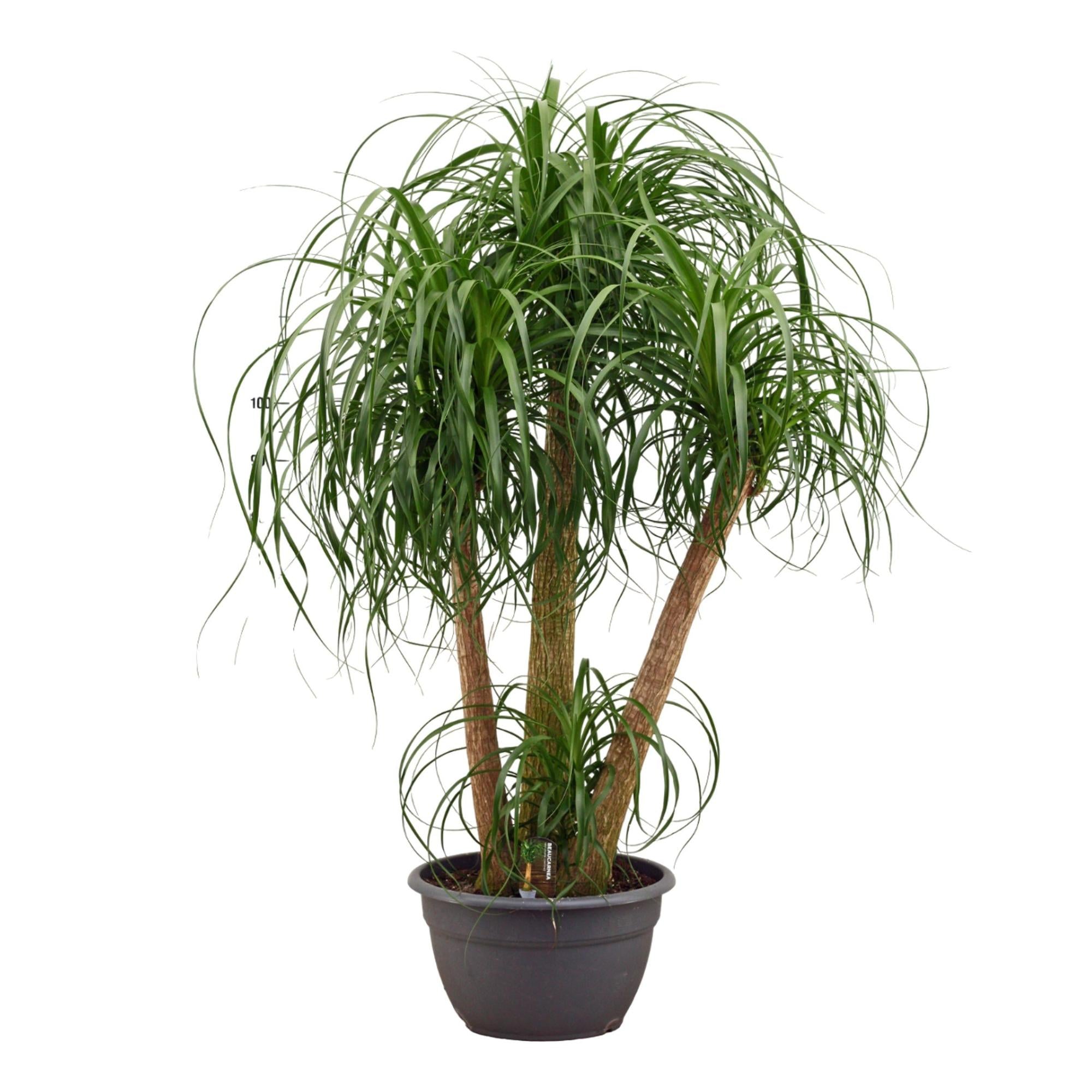 Beaucarnea multi stam - 130cm