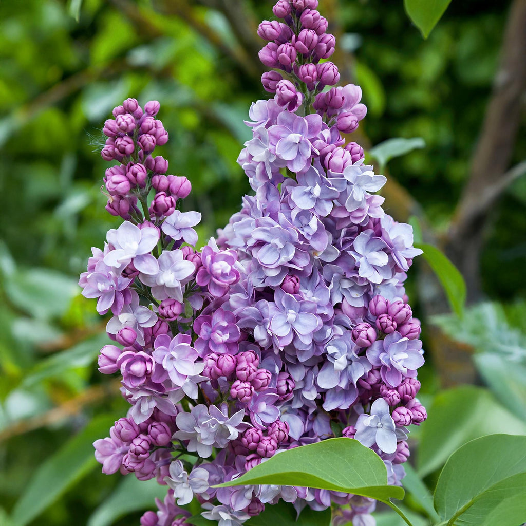 Tuinplant - Syringa vulgaris Michel Buchner - Gewone Sering - Winterhard - Roze - 1 Plant - Pot 17cm - Hoogte 45cm