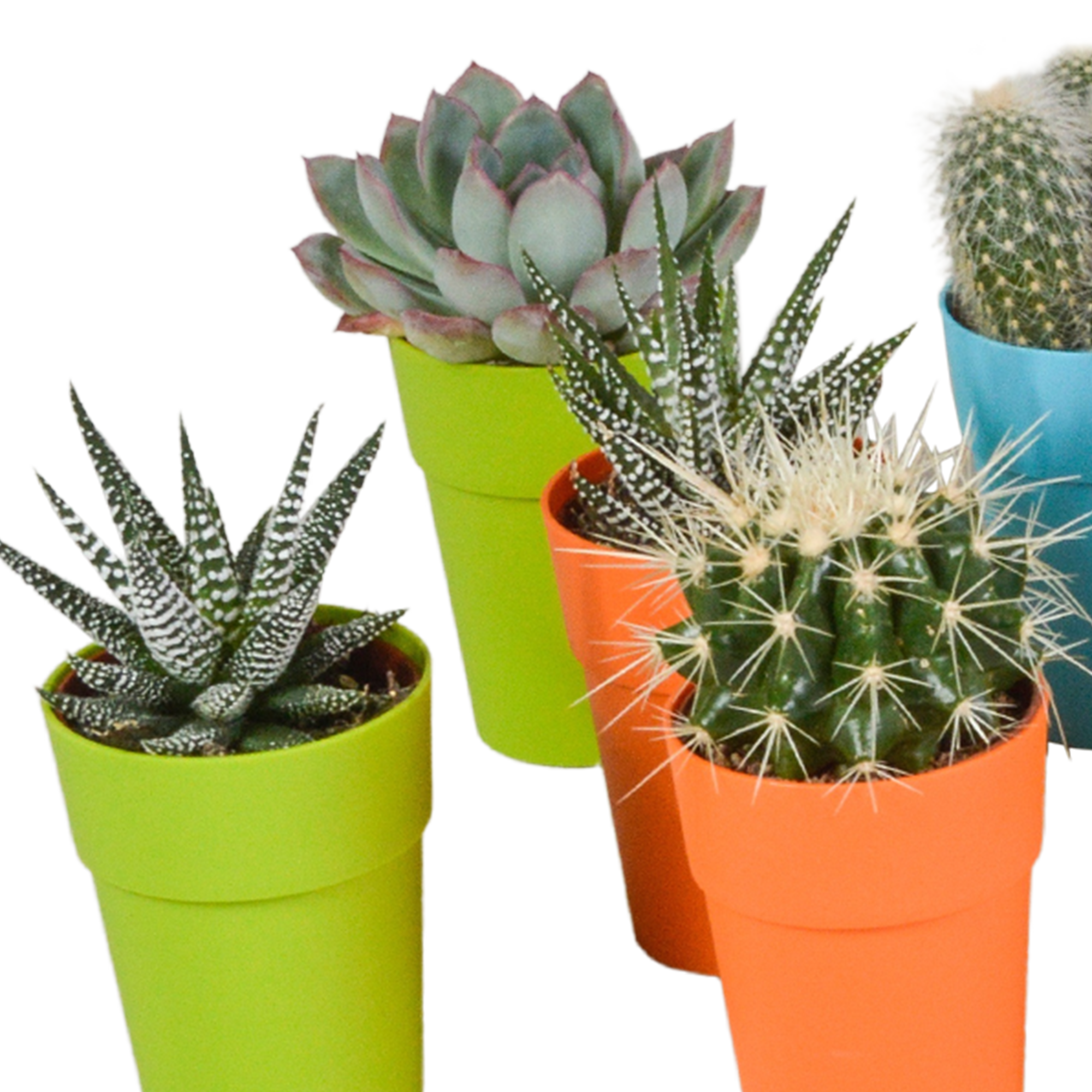 Cactus en vetplanten mix 5.5 cm | 15 stuks - in gekleurde plasticpot